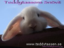 Teddytassens Snövit